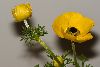 <em>Anemone bucharica</em> 'yellow form'
